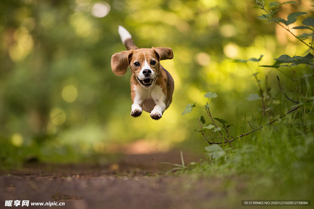 动物 宠物 狗 猫