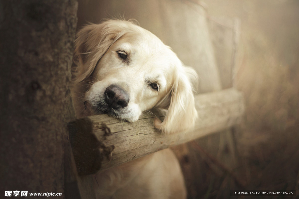 动物 宠物 狗 猫