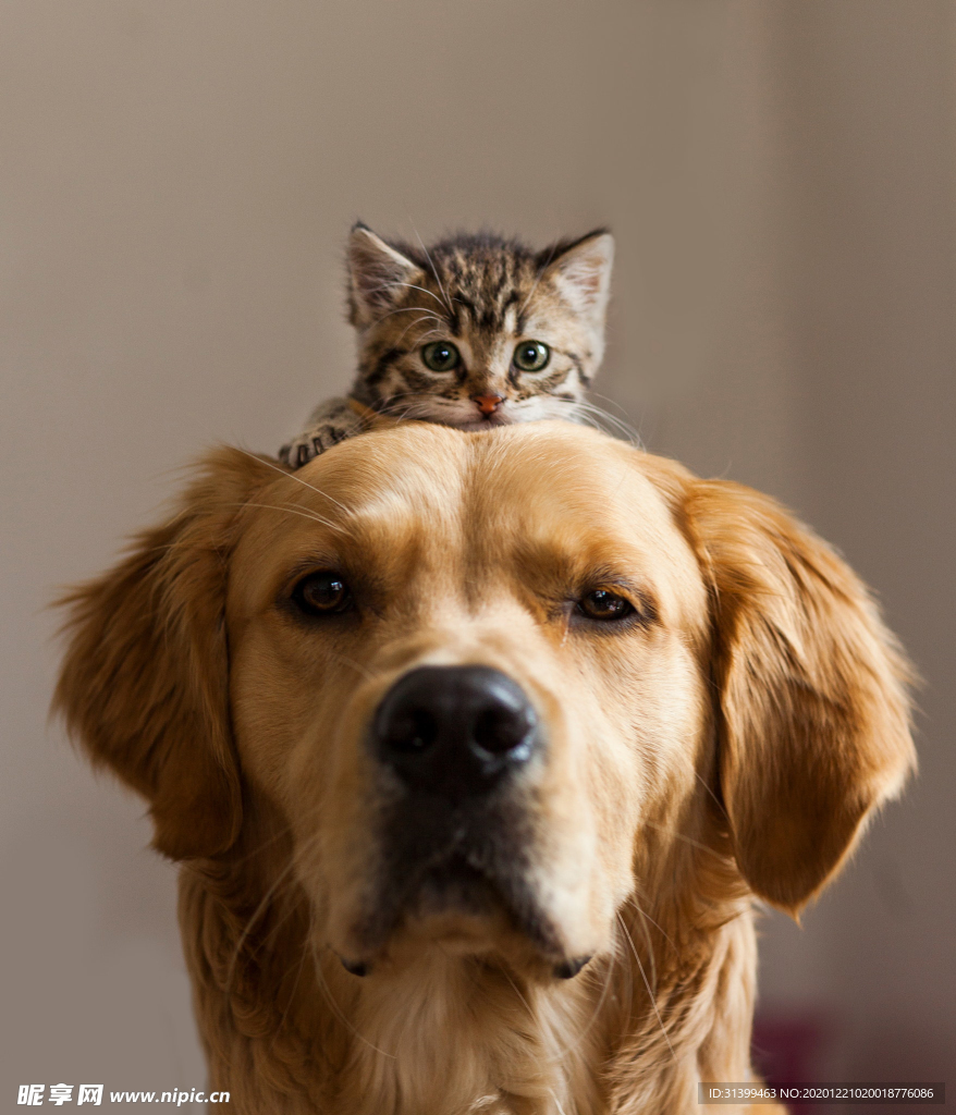 动物 宠物 狗 猫