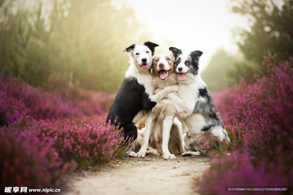 动物 宠物 狗 猫