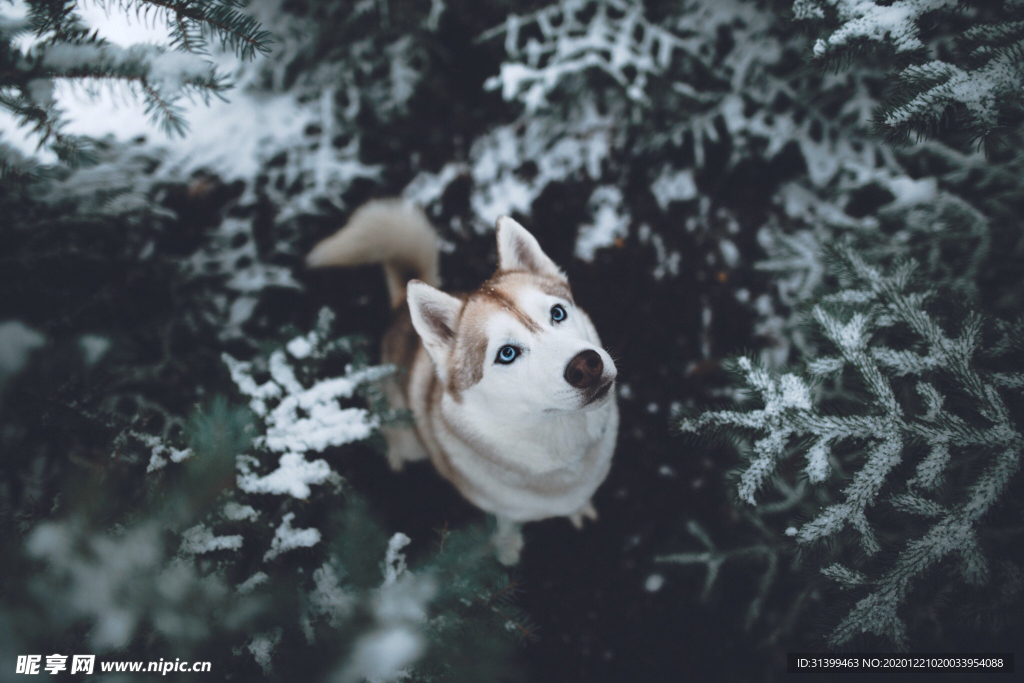动物 宠物 狗 猫
