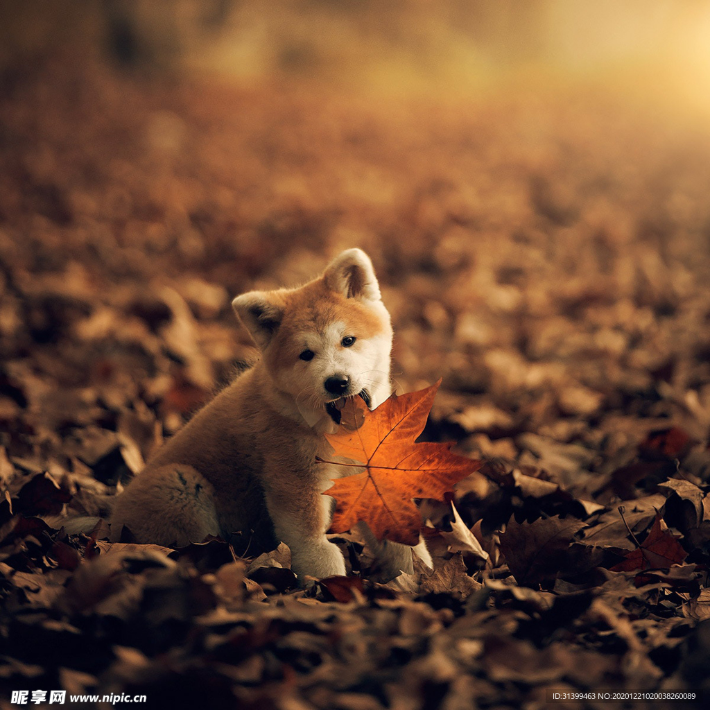 动物 宠物 狗 猫