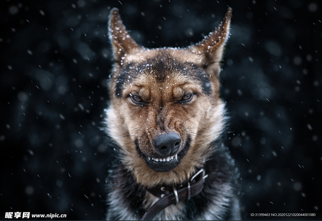 动物 宠物 狗 猫