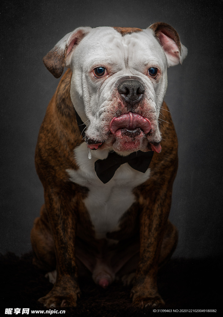 动物 宠物 狗 猫