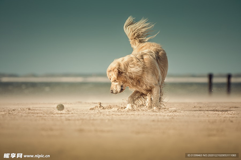 动物 宠物 狗 猫