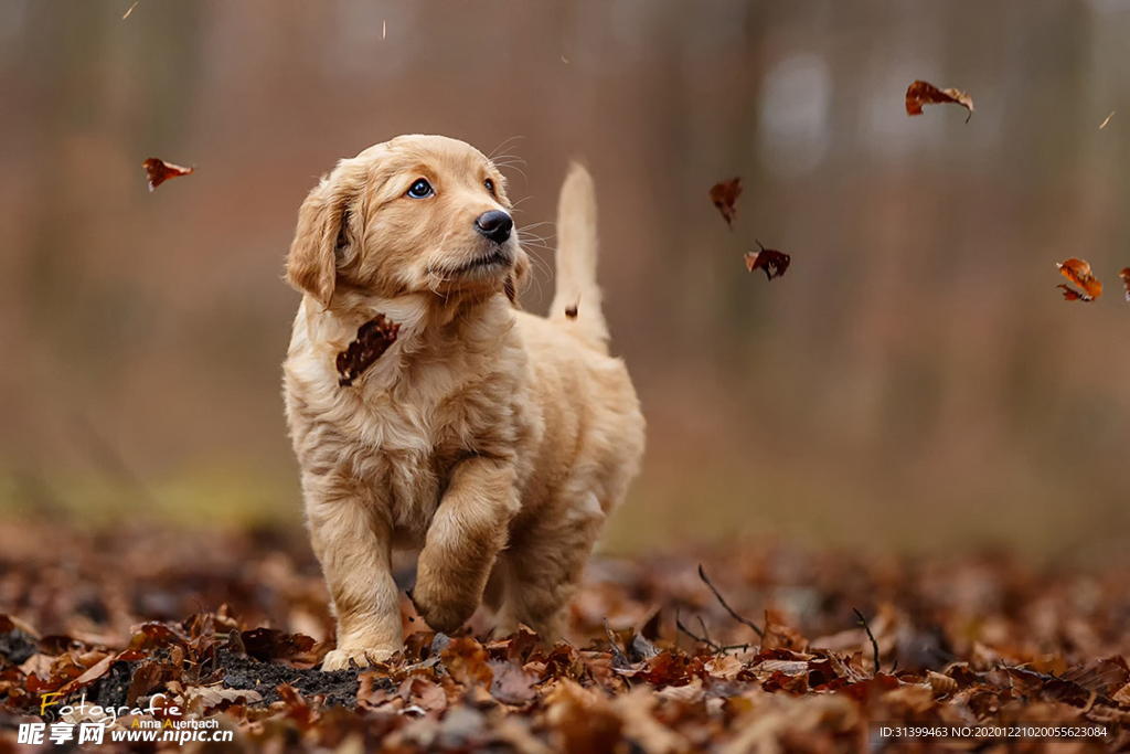 动物 宠物 狗 猫