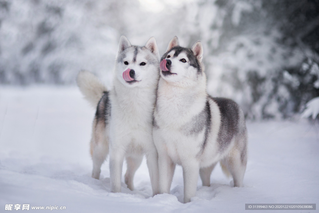 动物 宠物 狗 猫