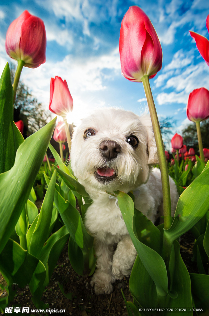 动物 宠物 狗 猫