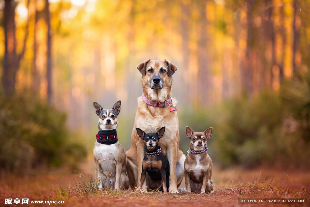动物 宠物 狗 猫