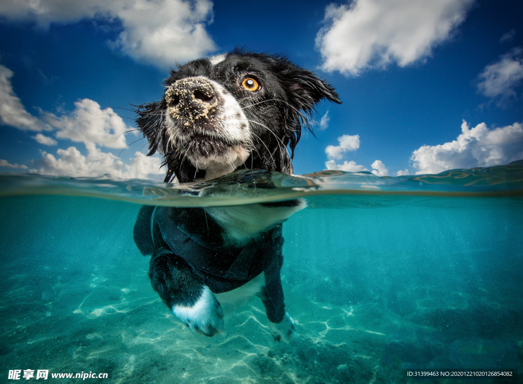 动物 宠物 狗 猫