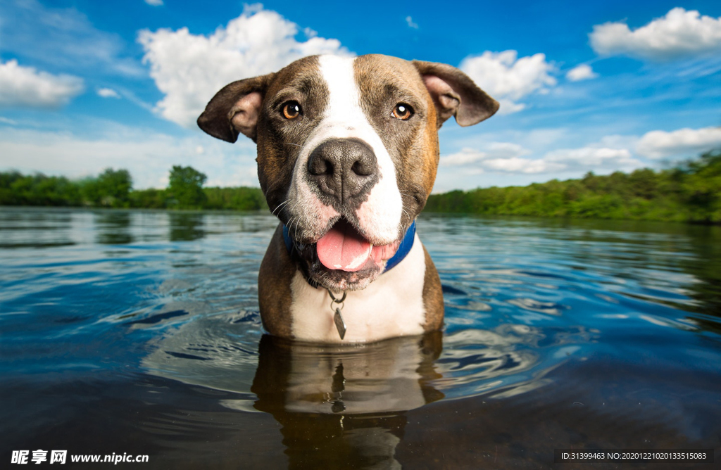 动物 宠物 狗 猫
