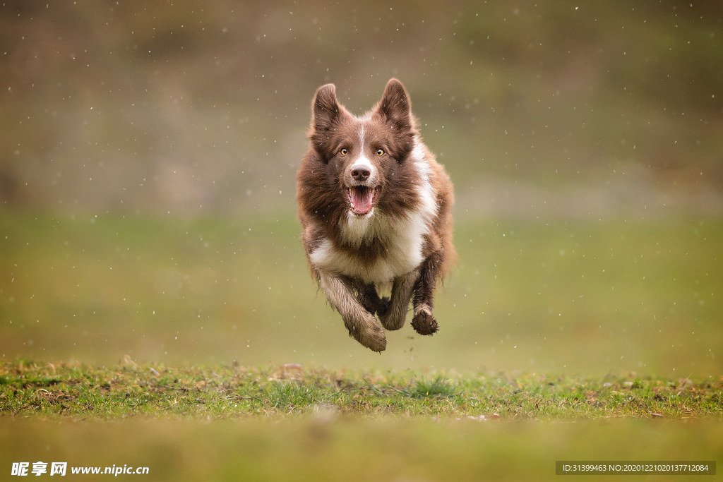 动物 宠物 狗 猫