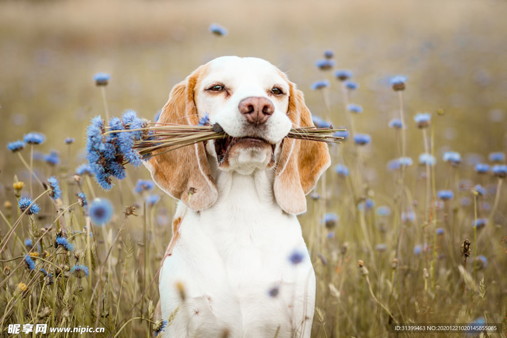 动物 宠物 狗 猫