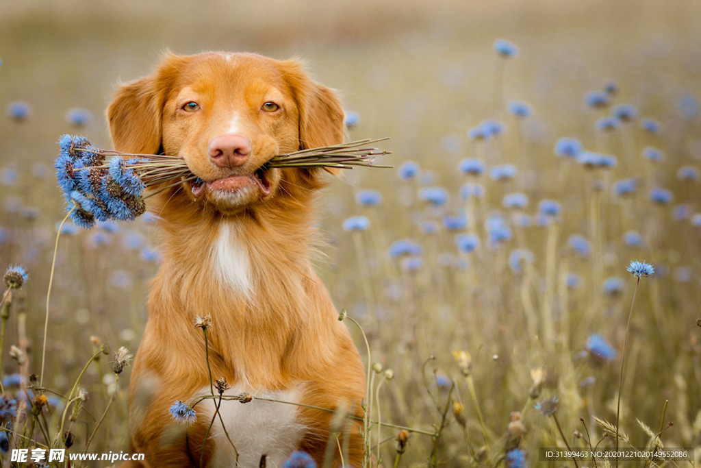 动物 宠物 狗 猫