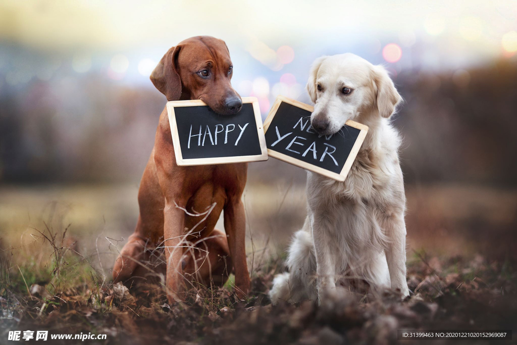 动物 宠物 狗 猫