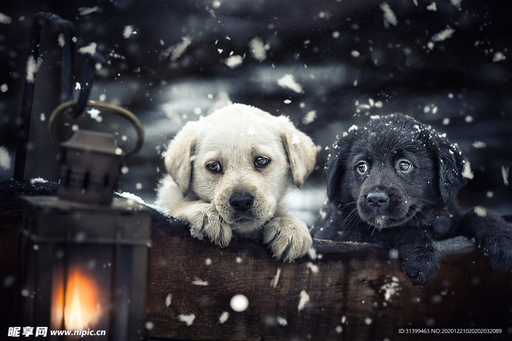 动物 宠物 狗 猫