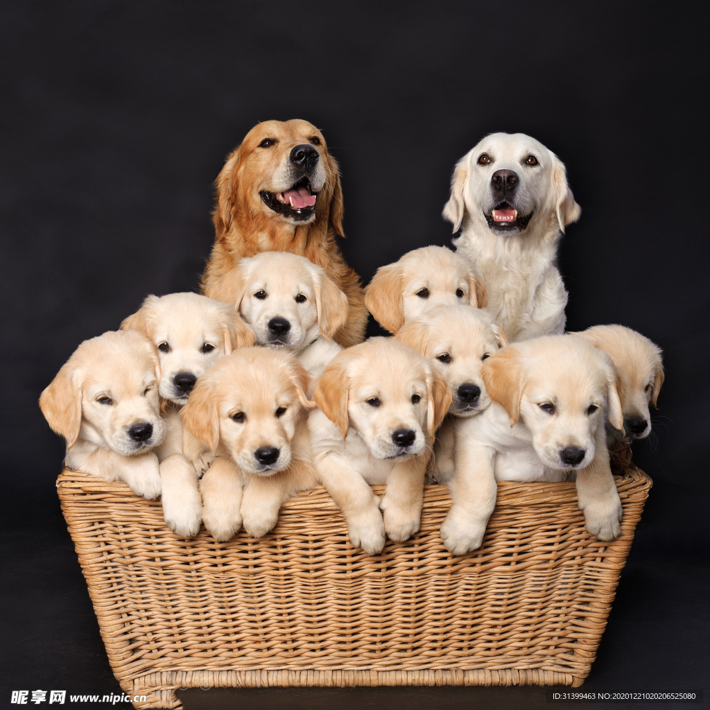 动物 宠物 狗 猫