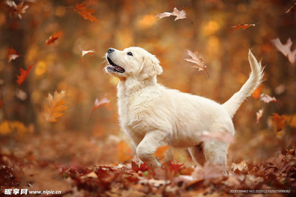 动物 宠物 狗 猫