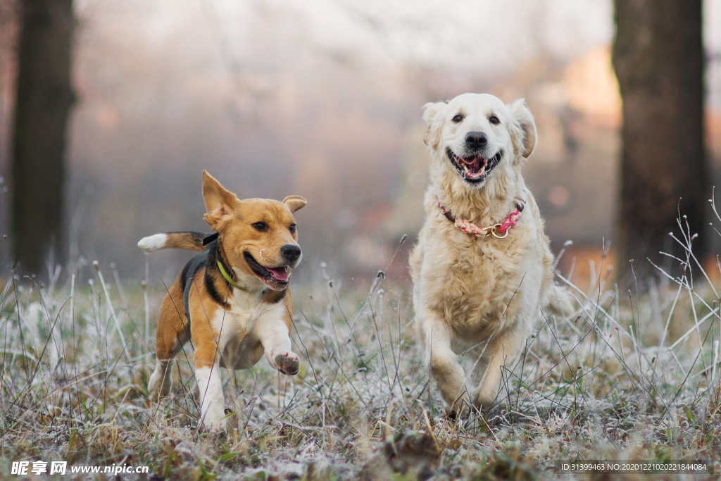 动物 宠物 狗 猫