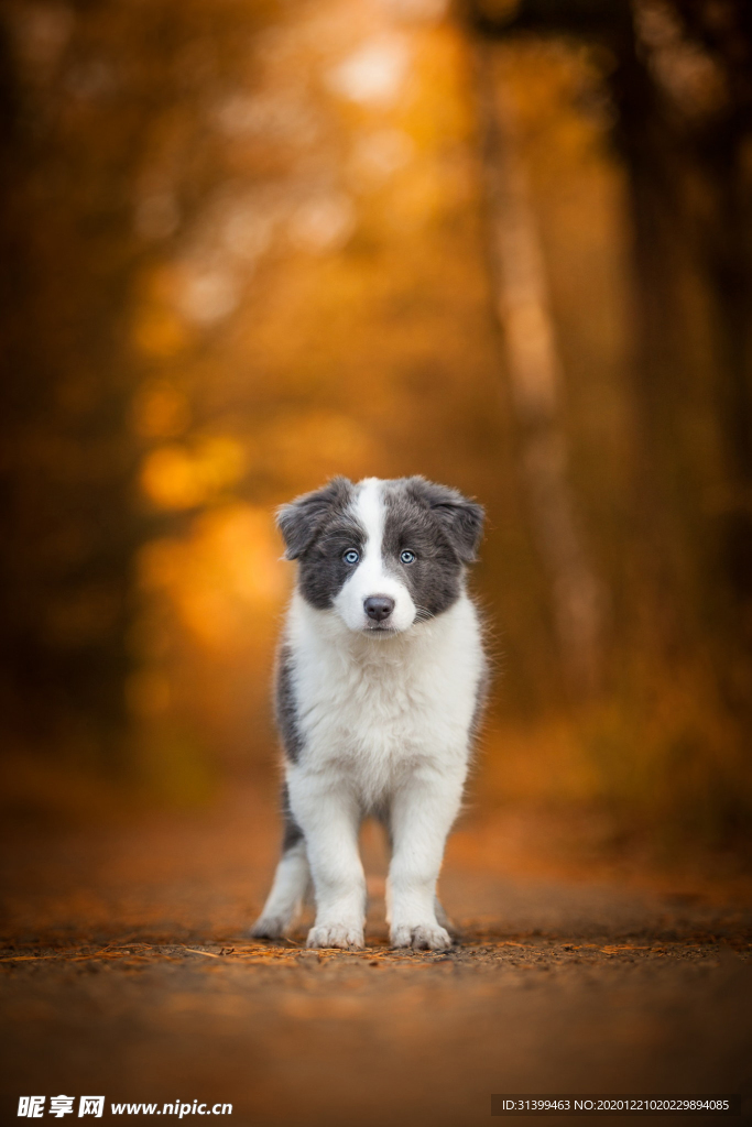动物 宠物 狗 猫