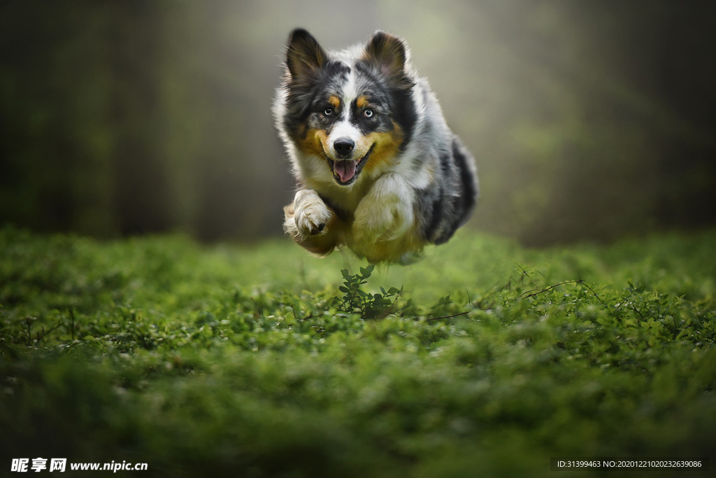 动物 宠物 狗 猫