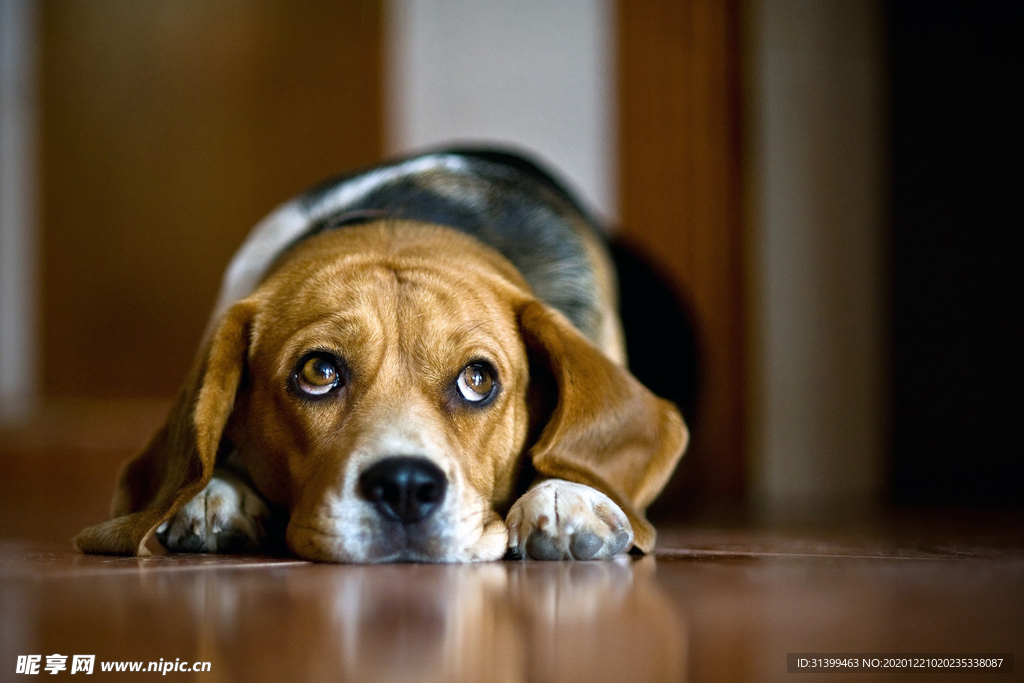 动物 宠物 狗 猫