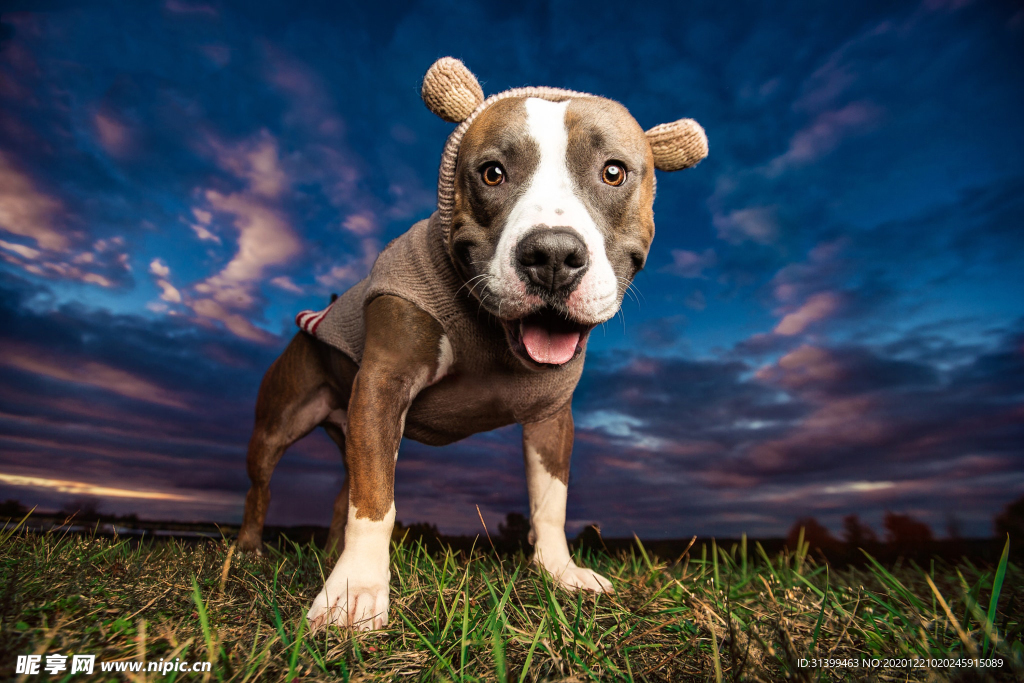 动物 宠物 狗 猫