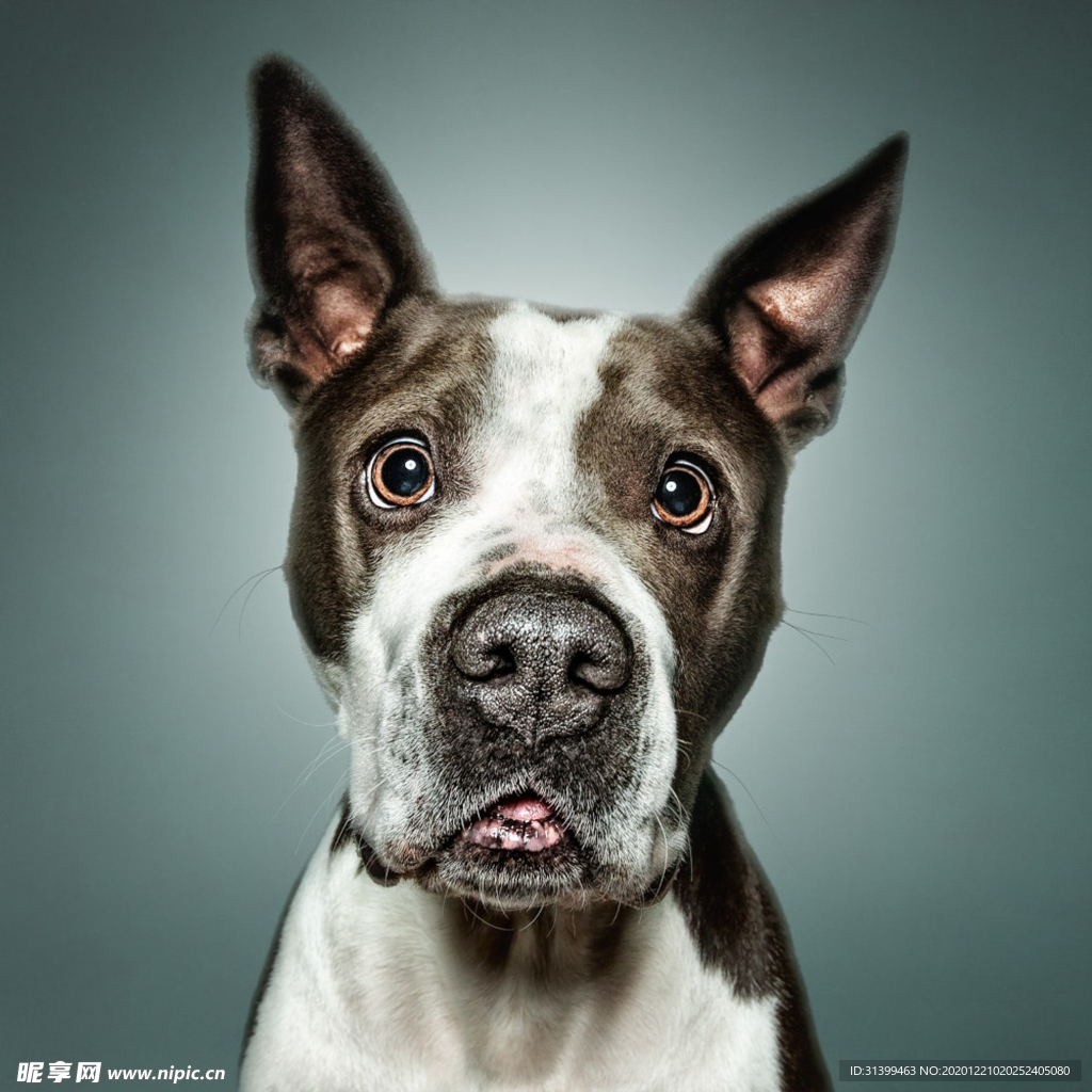 动物 宠物 狗 猫