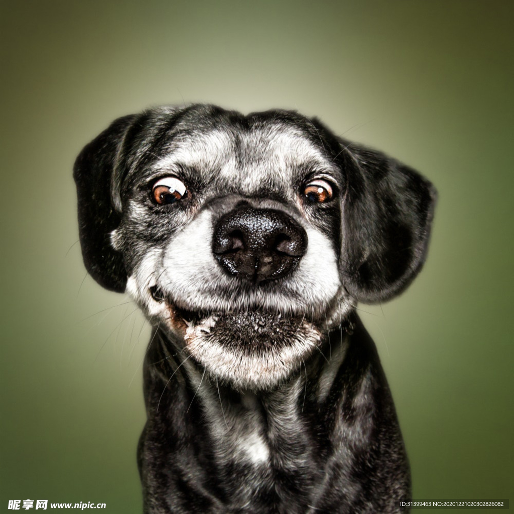 动物 宠物 狗 猫