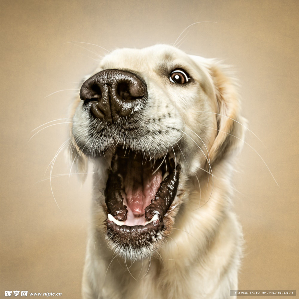 动物 宠物 狗 猫