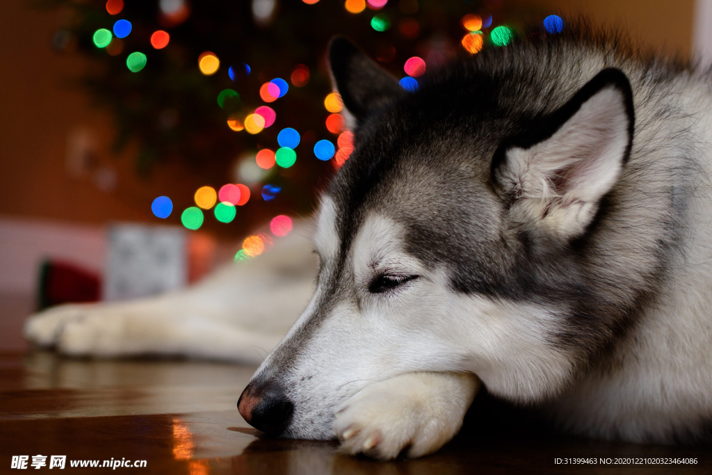 动物 宠物 狗 猫