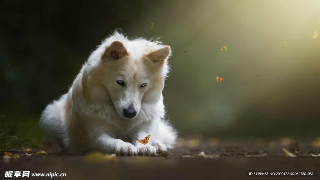 动物 宠物 狗 猫