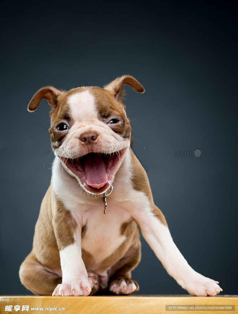 动物 宠物 狗 猫