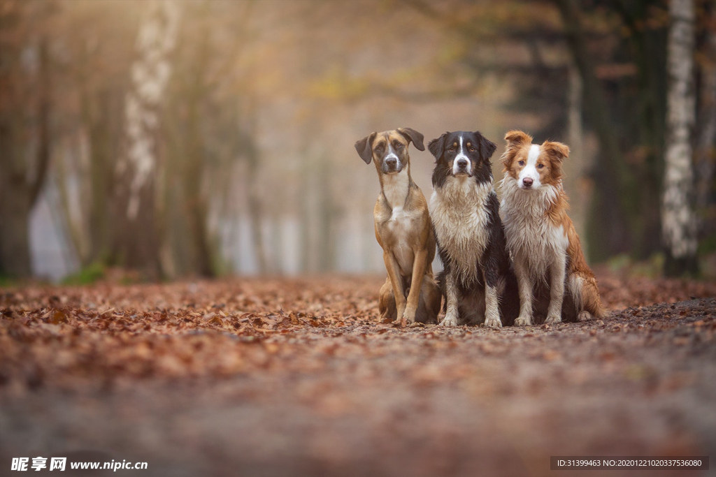 动物 宠物 狗 猫