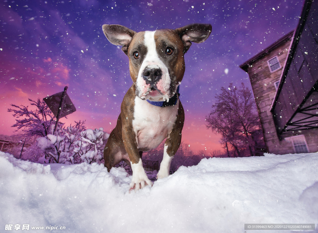 动物 宠物 狗 猫