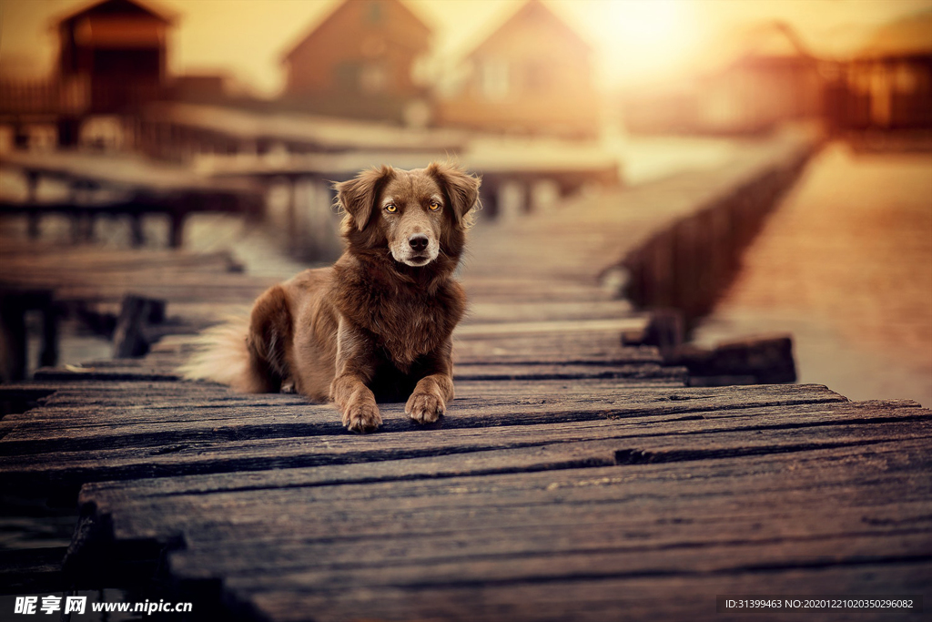 动物 宠物 狗 猫