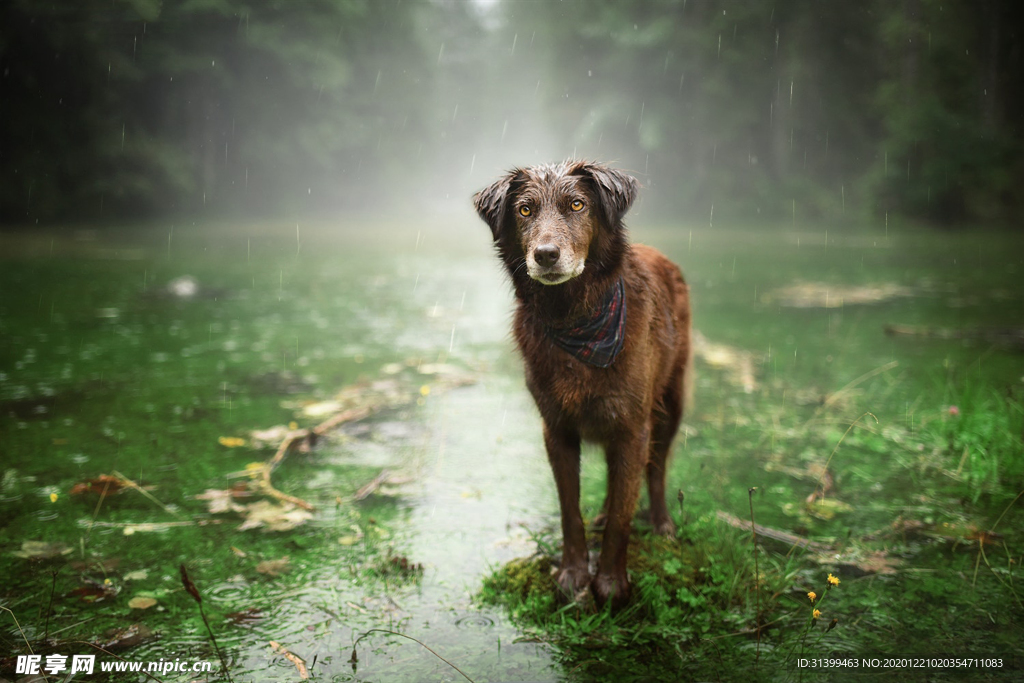动物 宠物 狗 猫