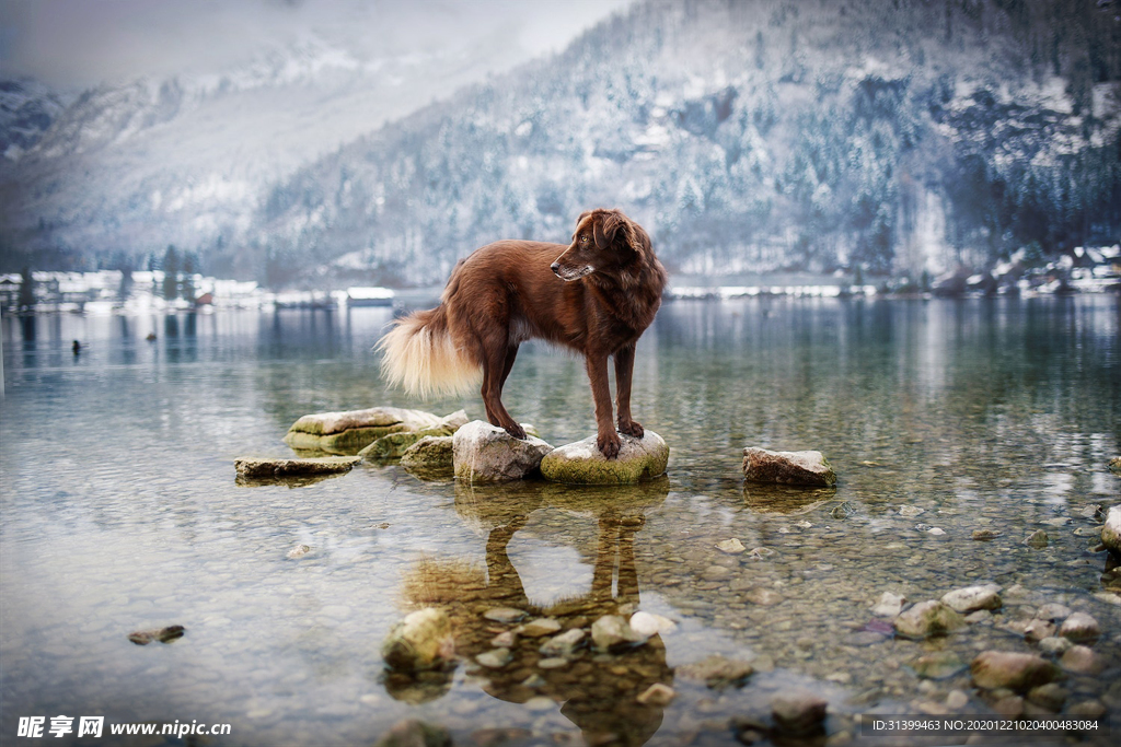 动物 宠物 狗 猫