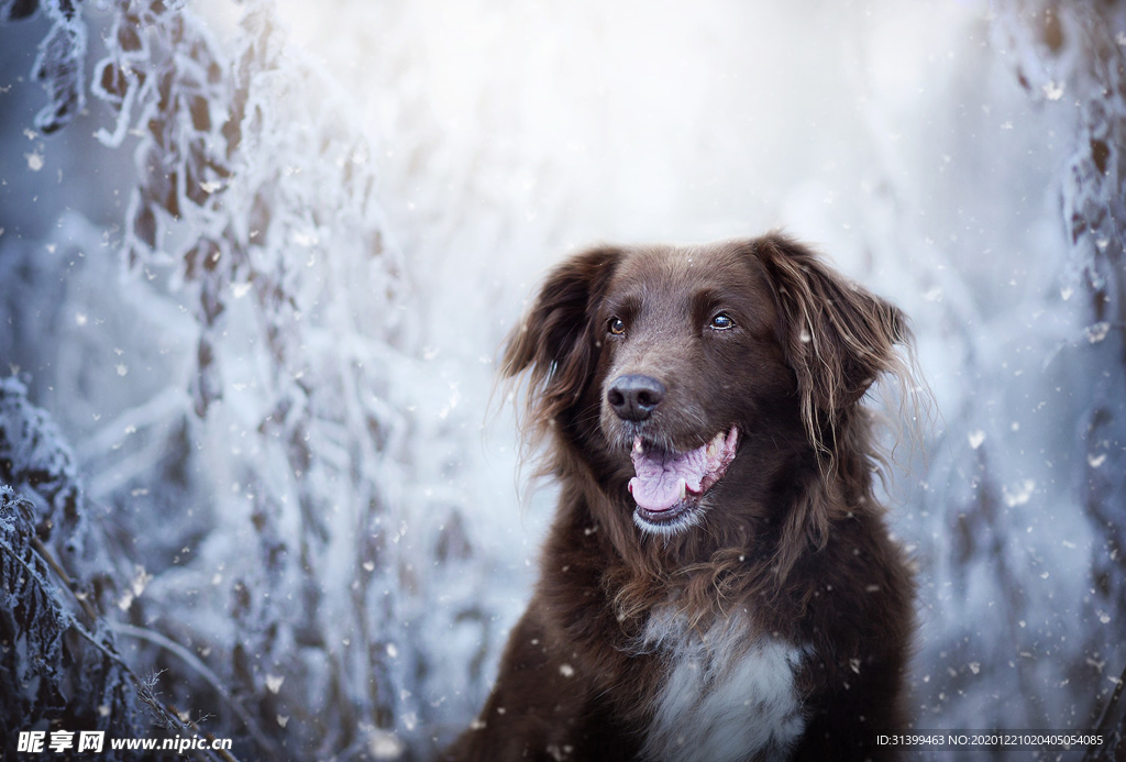 动物 宠物 狗 猫