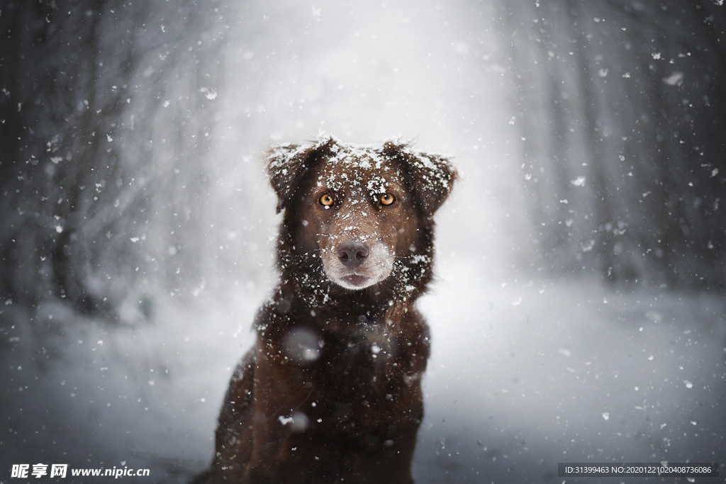 动物 宠物 狗 猫