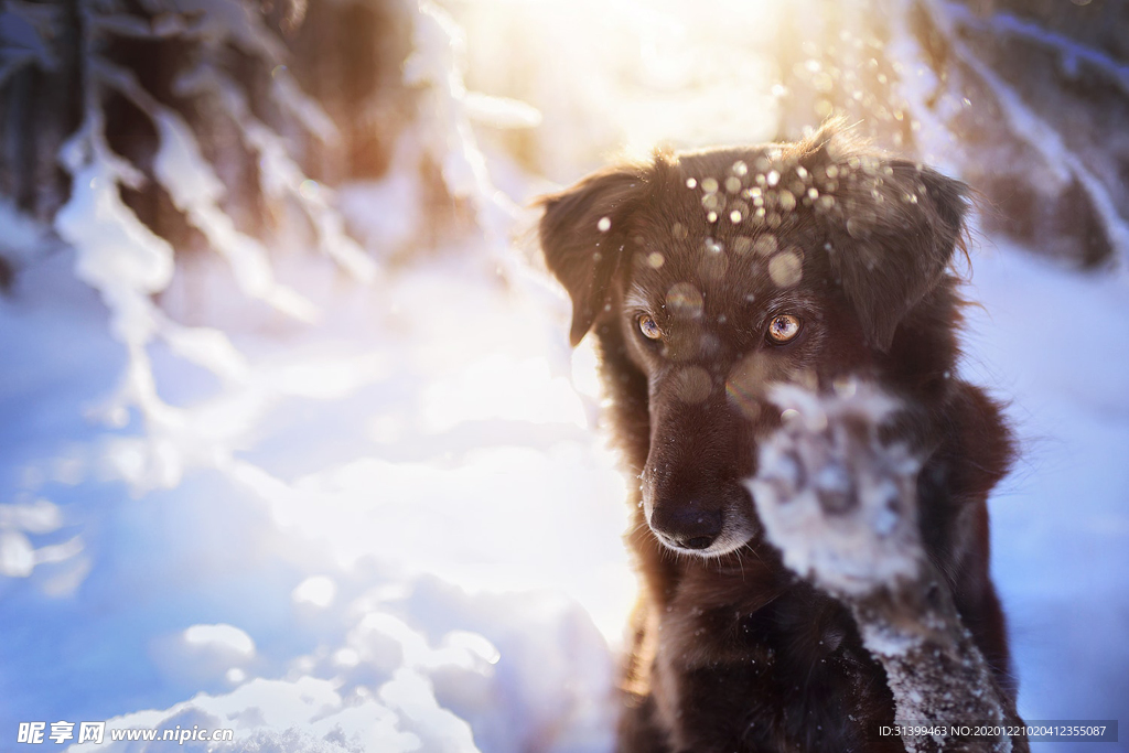 动物 宠物 狗 猫