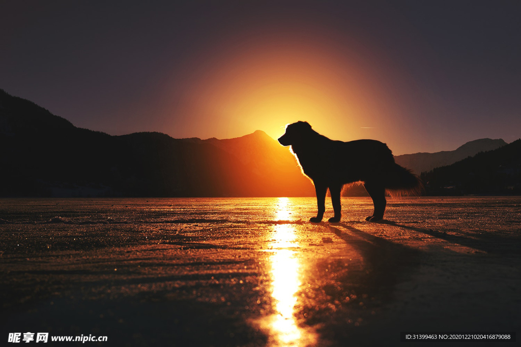 动物 宠物 狗 猫