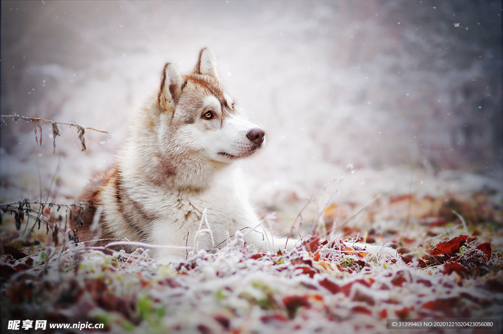 动物 宠物 狗 猫