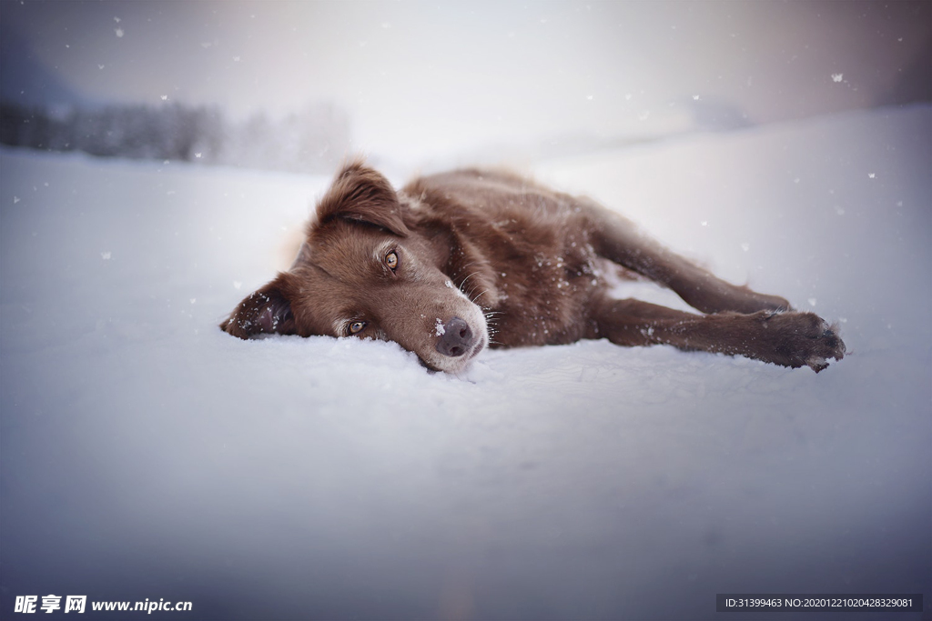 动物 宠物 狗 猫