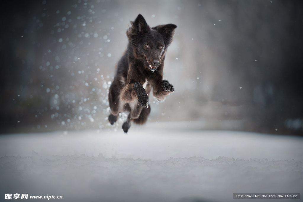 动物 宠物 狗 猫