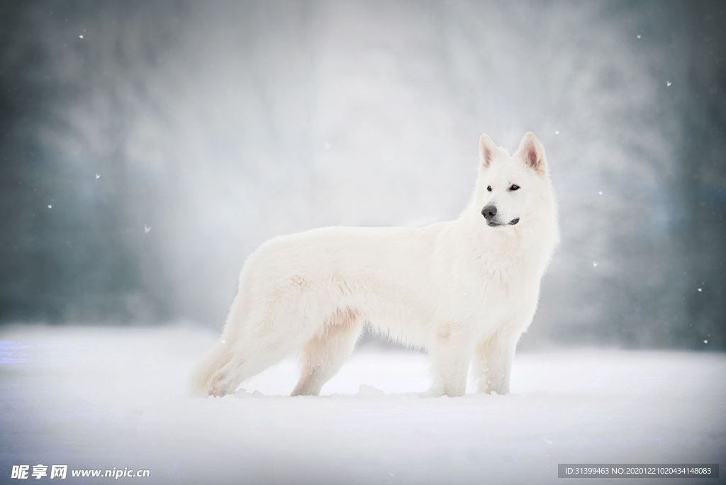 动物 宠物 狗 猫