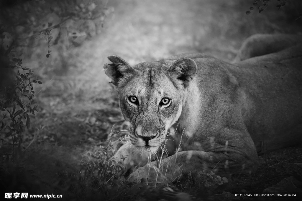 动物 宠物 狗 猫