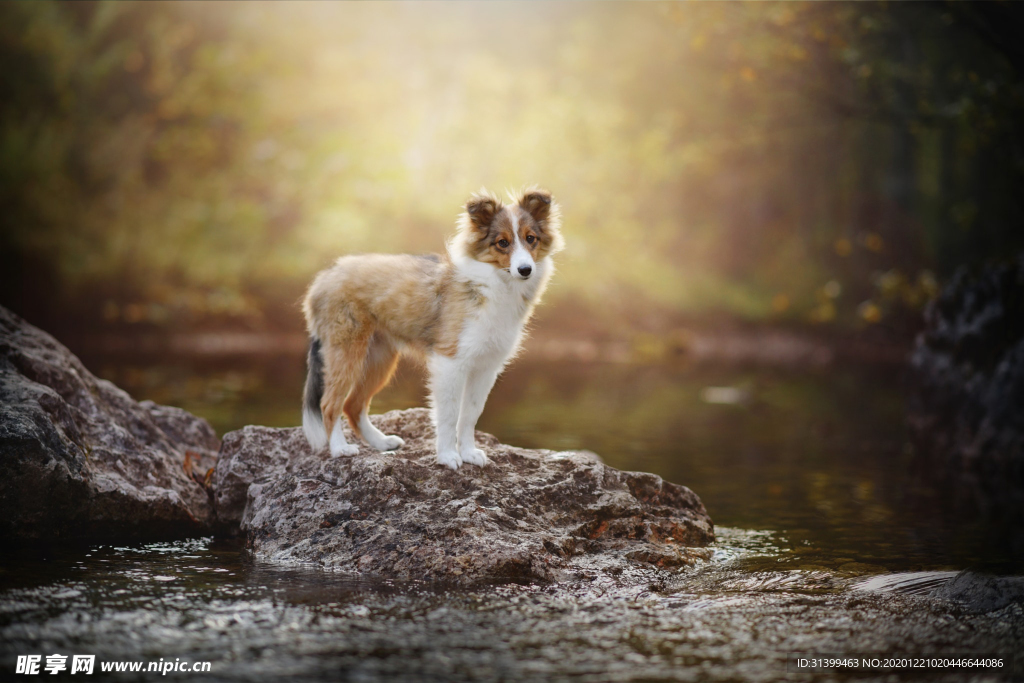 动物 宠物 狗 猫