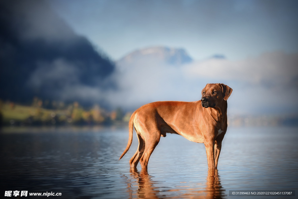 动物 宠物 狗 猫