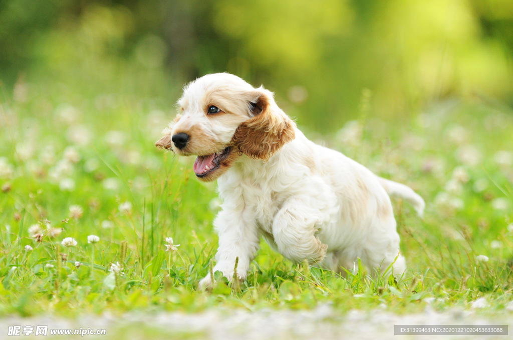 动物 宠物 狗 猫